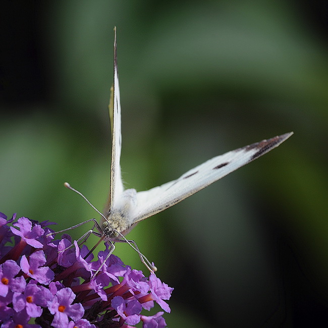 Tiere Schmetterling Makro D31_6380 Kopie.jpg   26.04.jpg